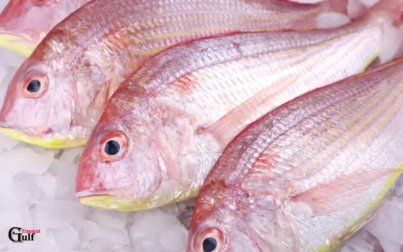 Sultan Ibrahim Fish